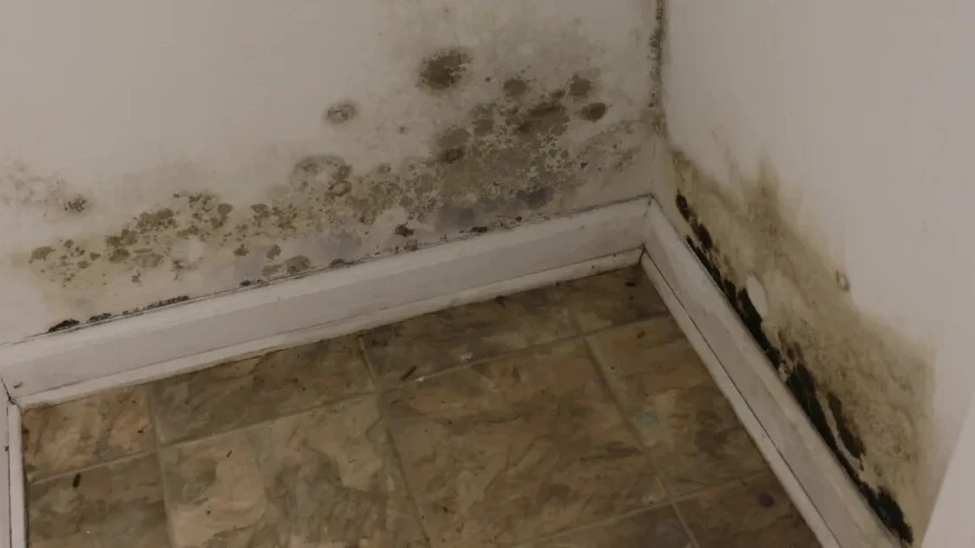 mold removal knoxville tn before treatment